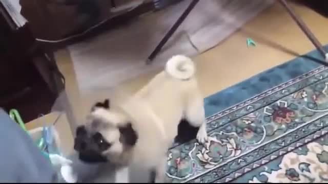 SMART AND FUNNY DOG MOMENTS