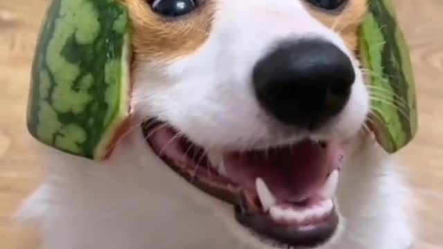 The dog