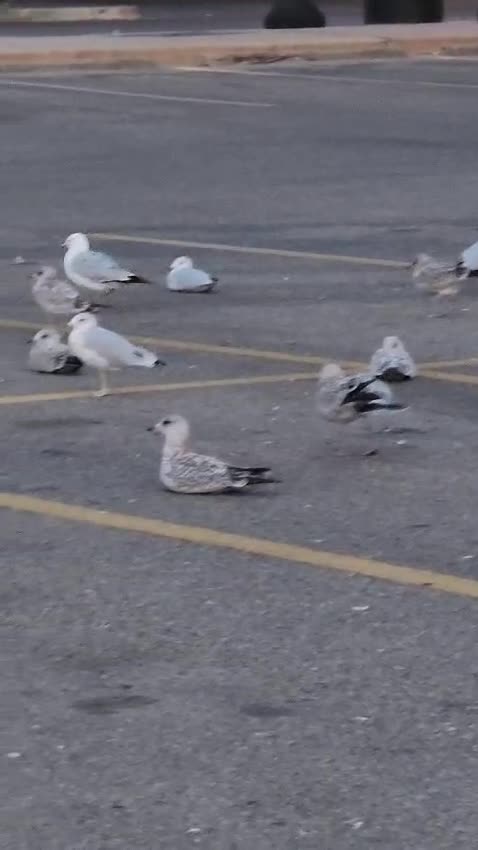 Canada birds 🇨🇦 🍁 🐦 morning #Canada#fabricland#fishishole#