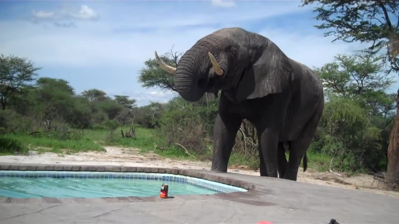 Elephant crashes the pool party