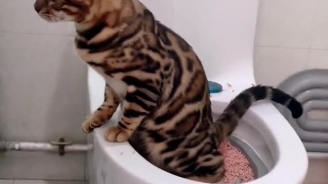 #cat #catsoftiktok #pet #petcat #funny #funnyvideos #animals #foryou #fyp #fypシ