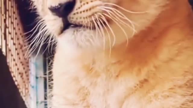 Angry little One
