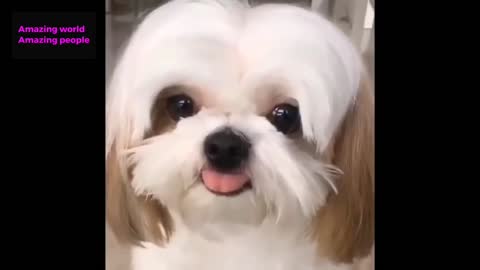 #Cutest #puppies #doing #funny #things #Video #Compilation #2022 | #AmazingWorldAmazingPeople