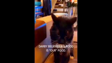 funnies video for you