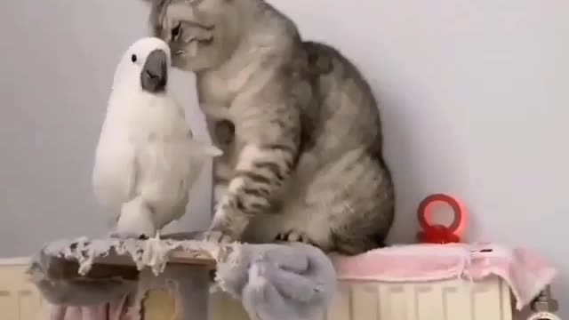 Cat and parrot friendship