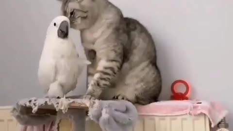 Cat and parrot friendship