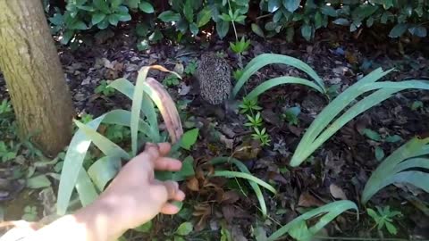Hedgehogs who fell into the swimming pool
