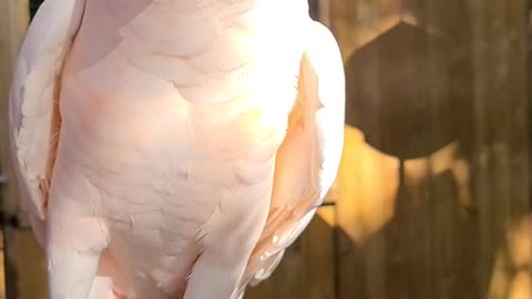 Cute bird