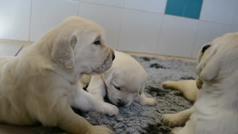 Copie de GOLDEN RETRIEVER DU HAUT FLECHERAY(1)