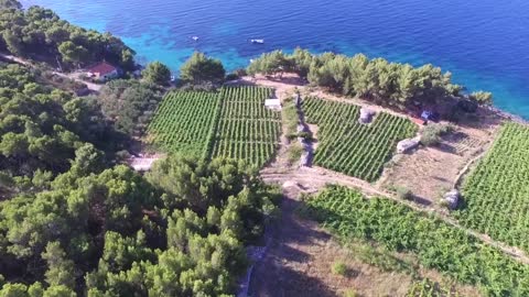 Hvar Island Wine Tours - Vineyard wine tasting