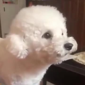 dog arguing with owner