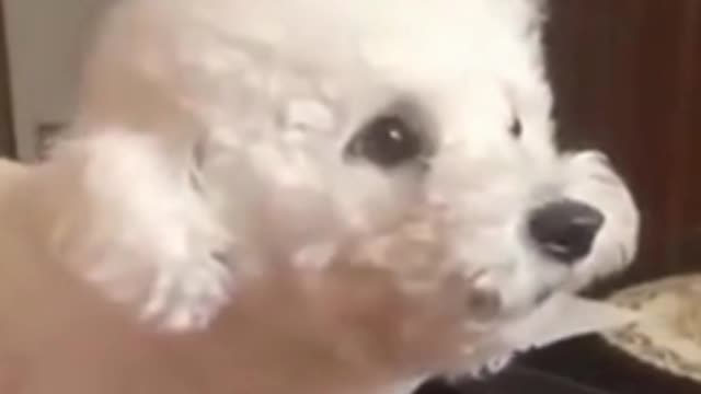 dog arguing with owner