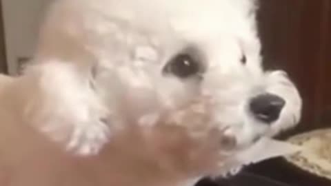 dog arguing with owner