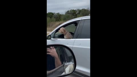 Too Busy To Drive The Dog To The Vet?