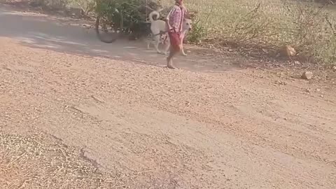 Funny video Indian Dog