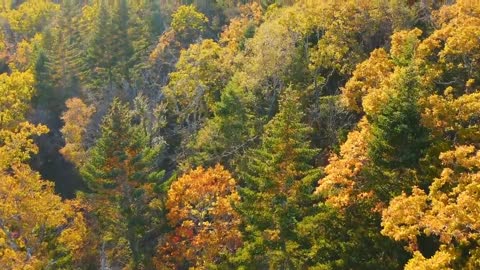 Enchanting Autumn Forests with Beautiful Piano Music