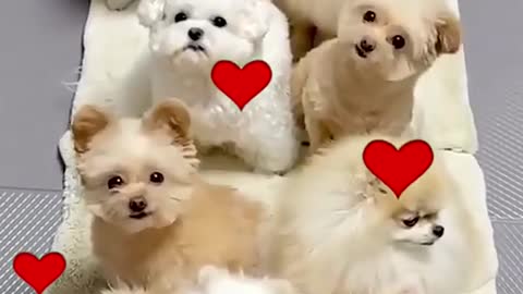 So cute dogs puppies