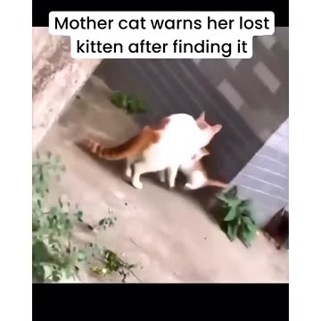 Funniest pets😁😁