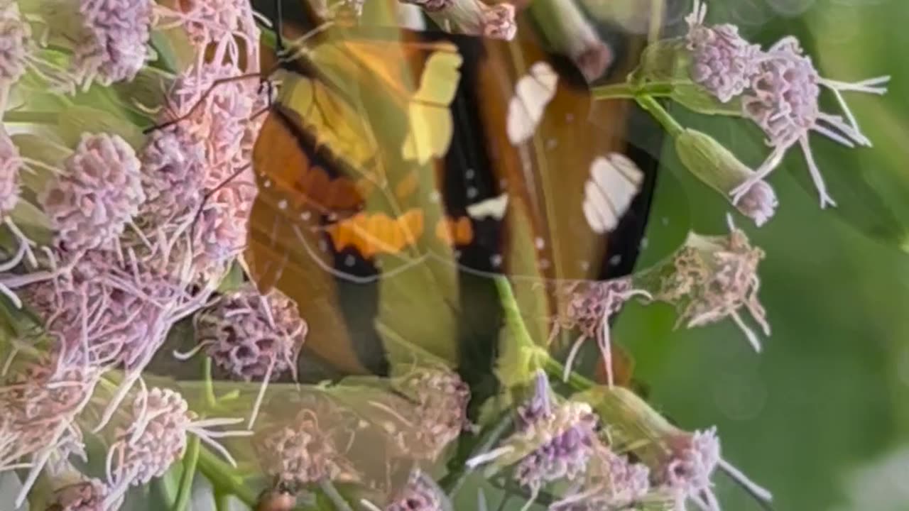 Borboleta polinizadora!