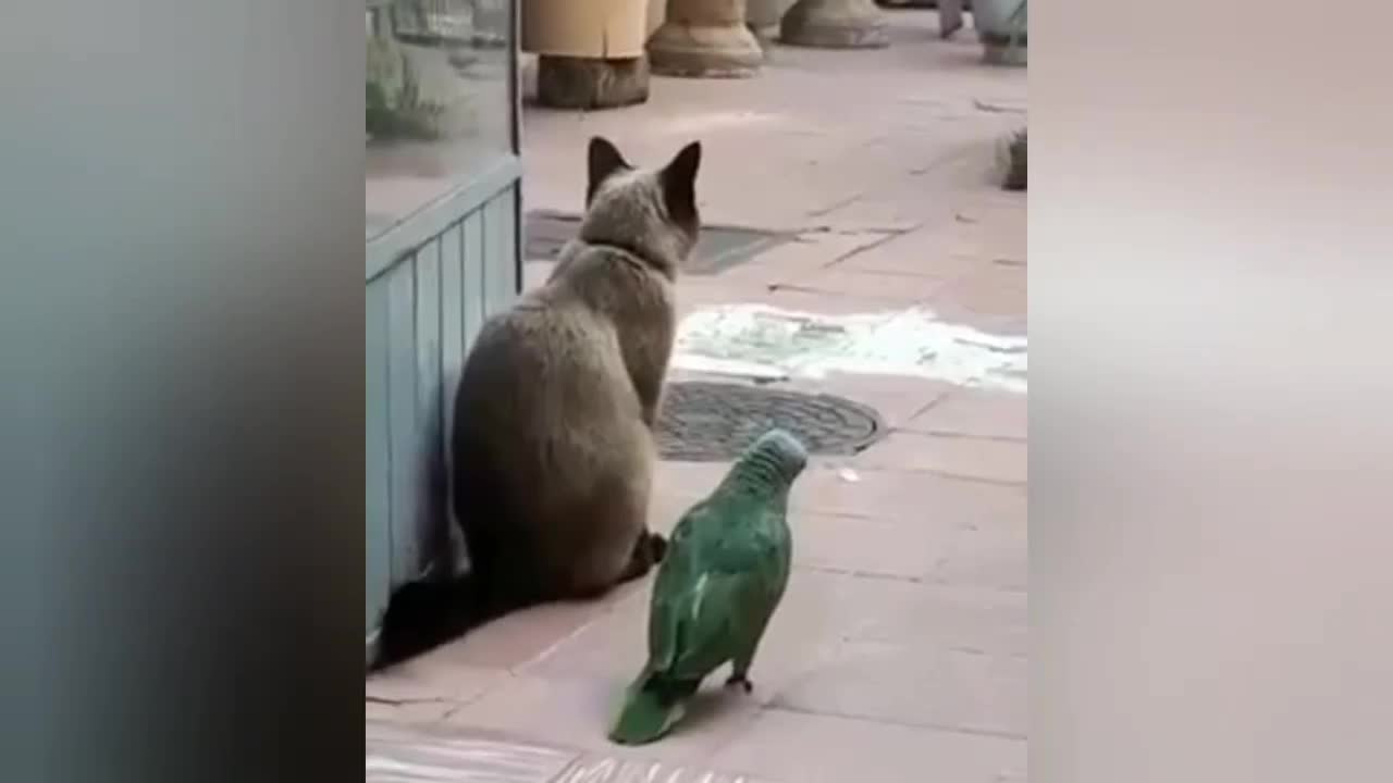 Funny cat | parrot