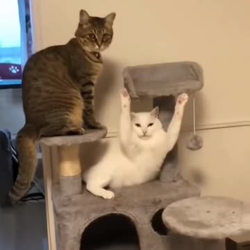 Kittecat Video and Cute Cat Video