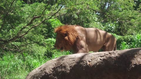 The Strongest LION PRIDE in Luangwa Valley - National Geographic Documentary 2020 (Full HD 1080p)