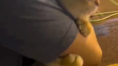 The owner holds the kitten