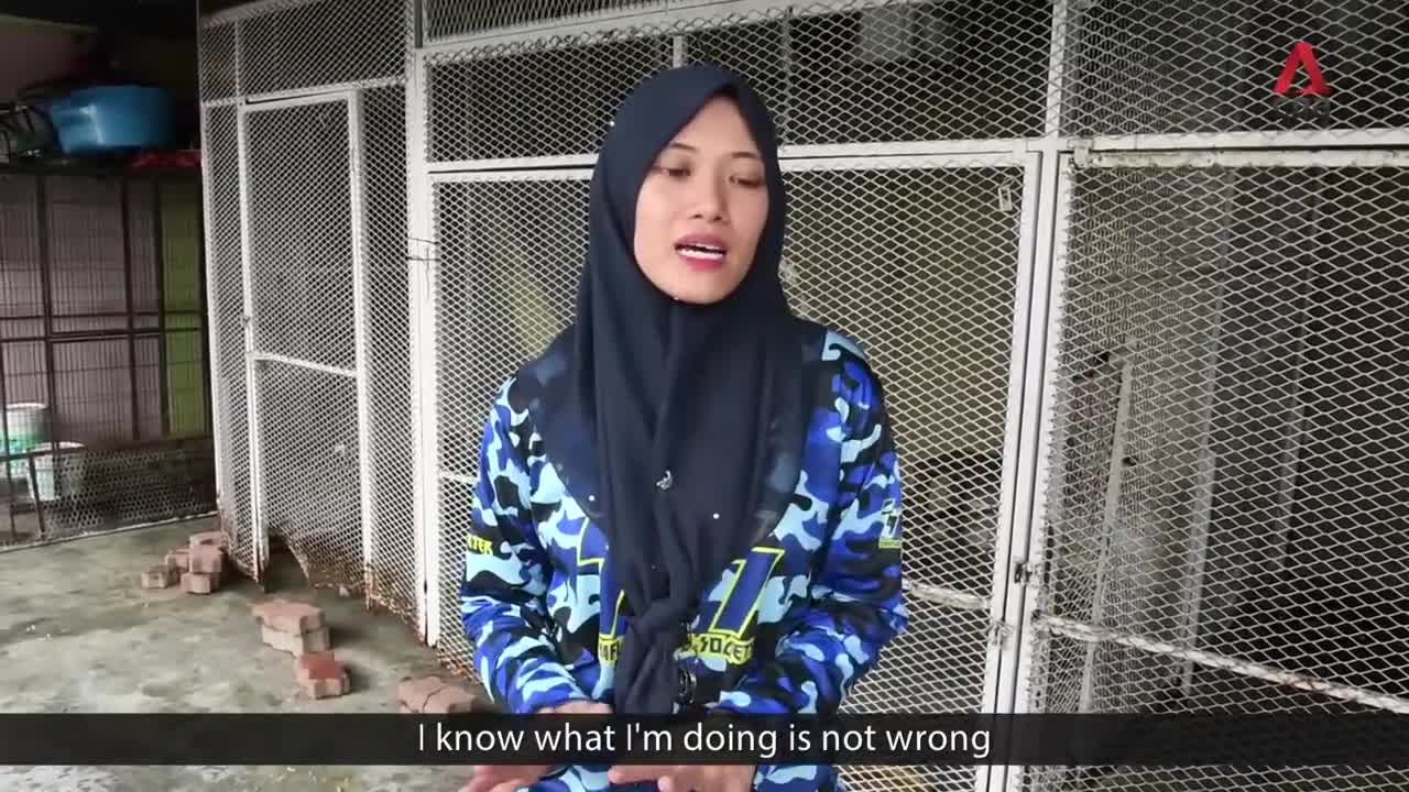 Meet the Malaysian couple fighting social stigma against dogs by rescuing injured animals