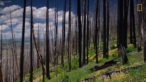 Spend a Relaxing Hour in Yellowstone’s Beautiful Landscapes National Geographic