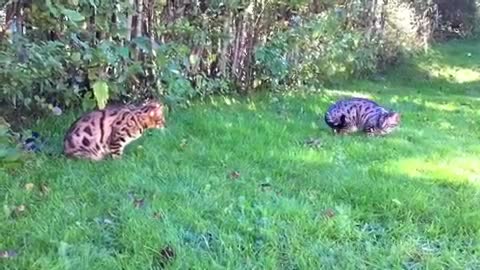 Bengal Cats Playing , Amazing Jump