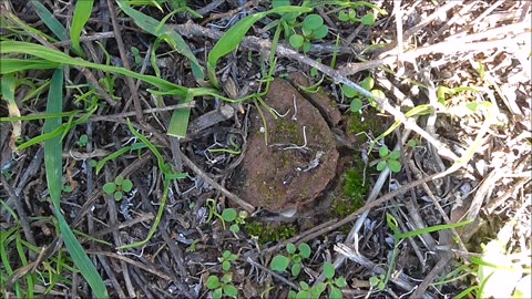 Trapdoor Spider Receives A Moth Home Delivery