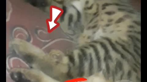 Israel cat live style viral video #lifestyle #2024
