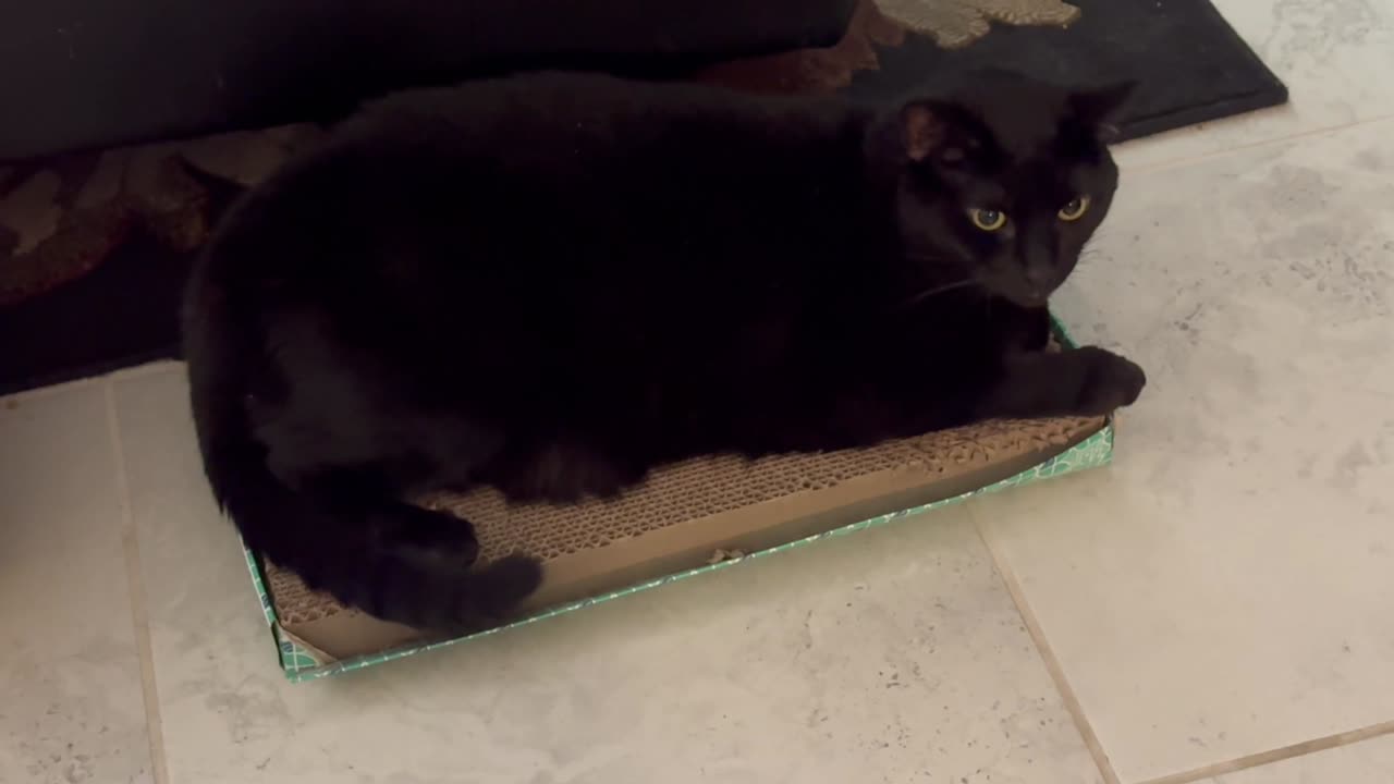 Adopting a Cat from a Shelter Vlog - Cute Precious Piper Enjoys the Downstairs Tuffet