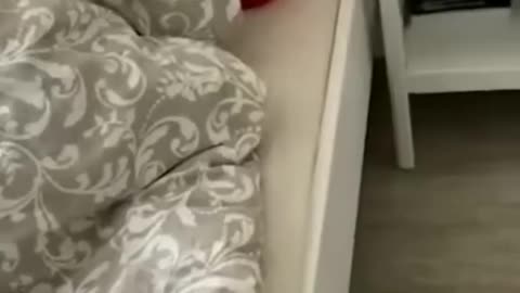 funniest cat woww funny animals