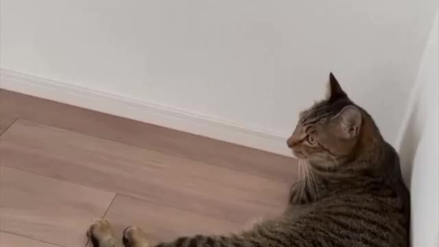 n2 animal and funny video