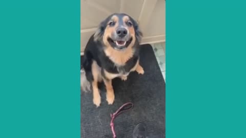 Best Funny Pet Videos Of The Month Cute Dogs Reactions