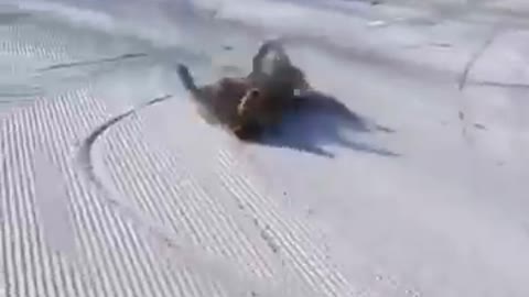 Funny Animal Video Just For Laugh