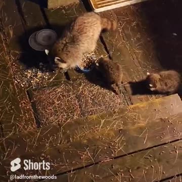 Baby raccoons scrappy with each other. #shorts