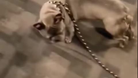 Other's Dog vs My Dog- Funny Dog