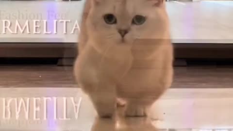 see real catwalk