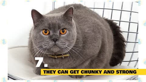 British Short Hair Cats