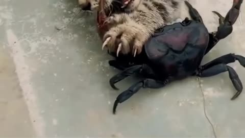 Hhhhh🤣🤣🤣🤣
