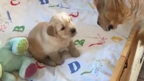 Funny animal videos|Cute animal videos |Funny dog&cat videos|Hilarious pet videos|Funny video