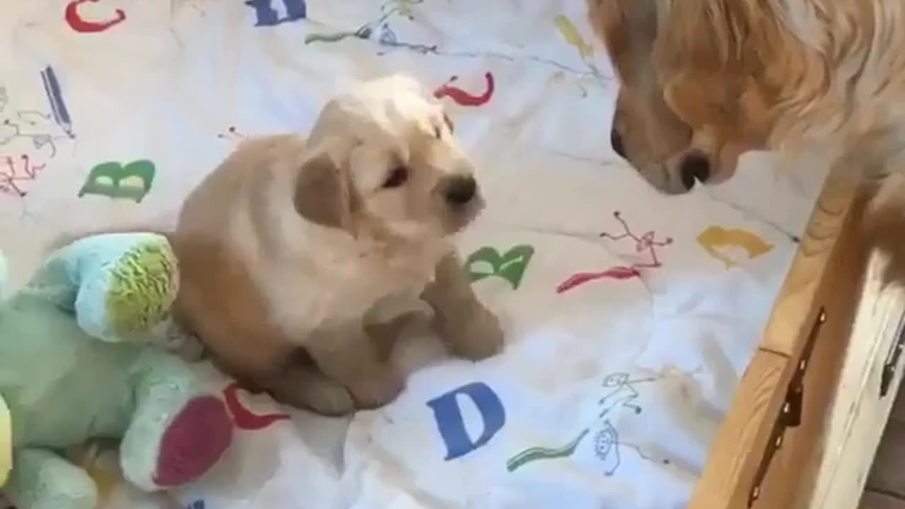 Funny animal videos|Cute animal videos |Funny dog&cat videos|Hilarious pet videos|Funny video