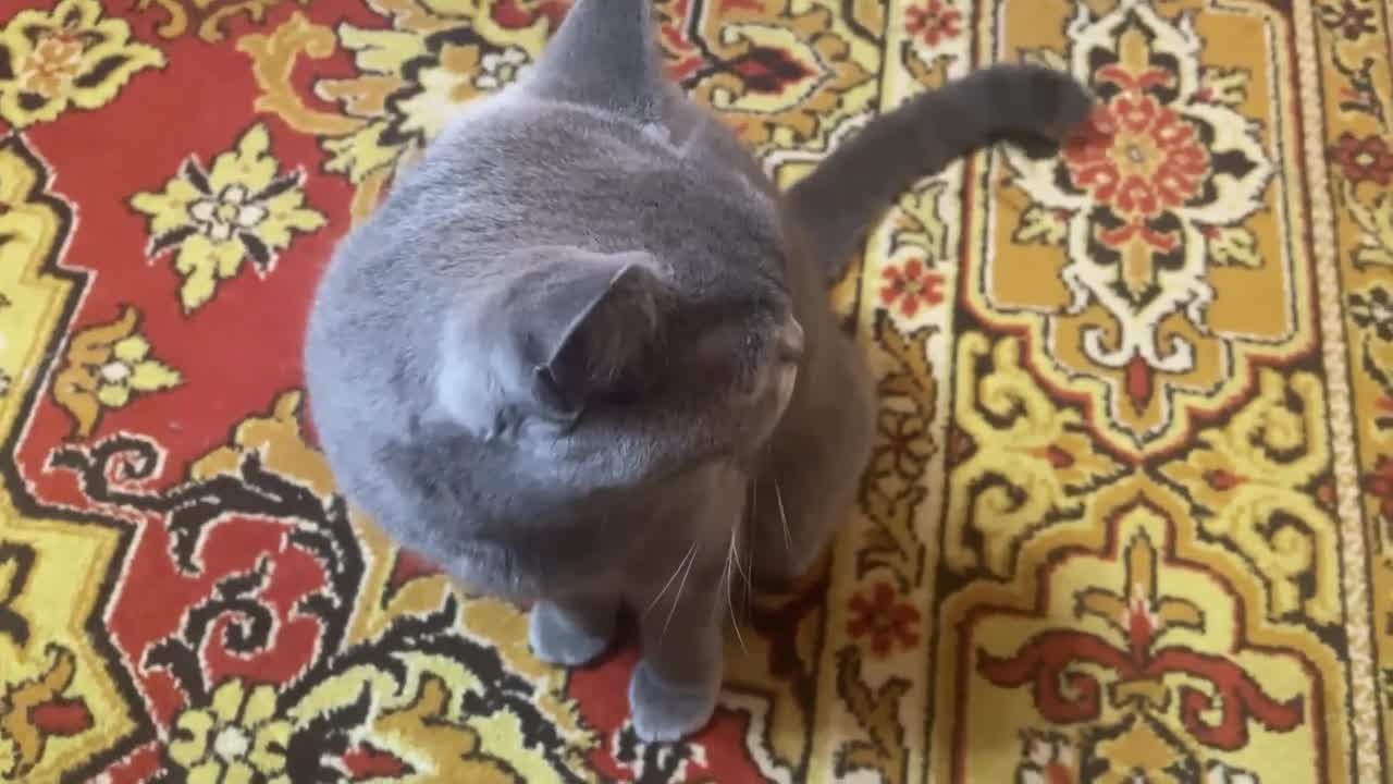The Neighbors were Shocked when the Cat Crawled out of the