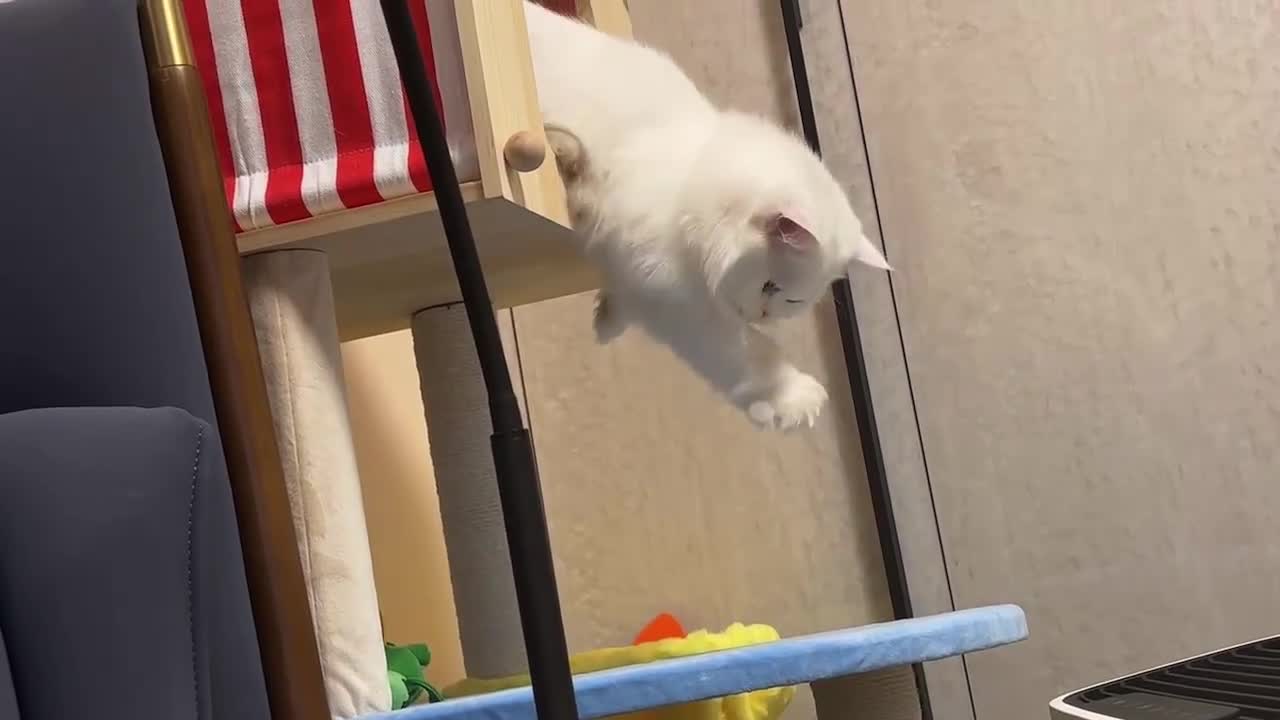 The kitten is a little afraid to get off the cat rack