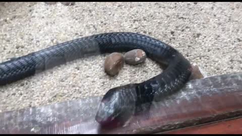 Python Snake Park, in East London, South Africa