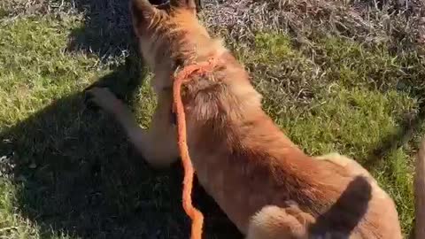 #55 male boxer mix Jan2022 #20 female black lab #8 male Belgian Malinois Feb2022