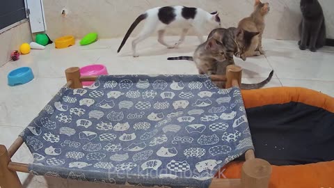 Cute cats funny cats 11