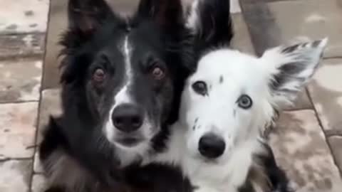 Funny and Cute Doggie Love!